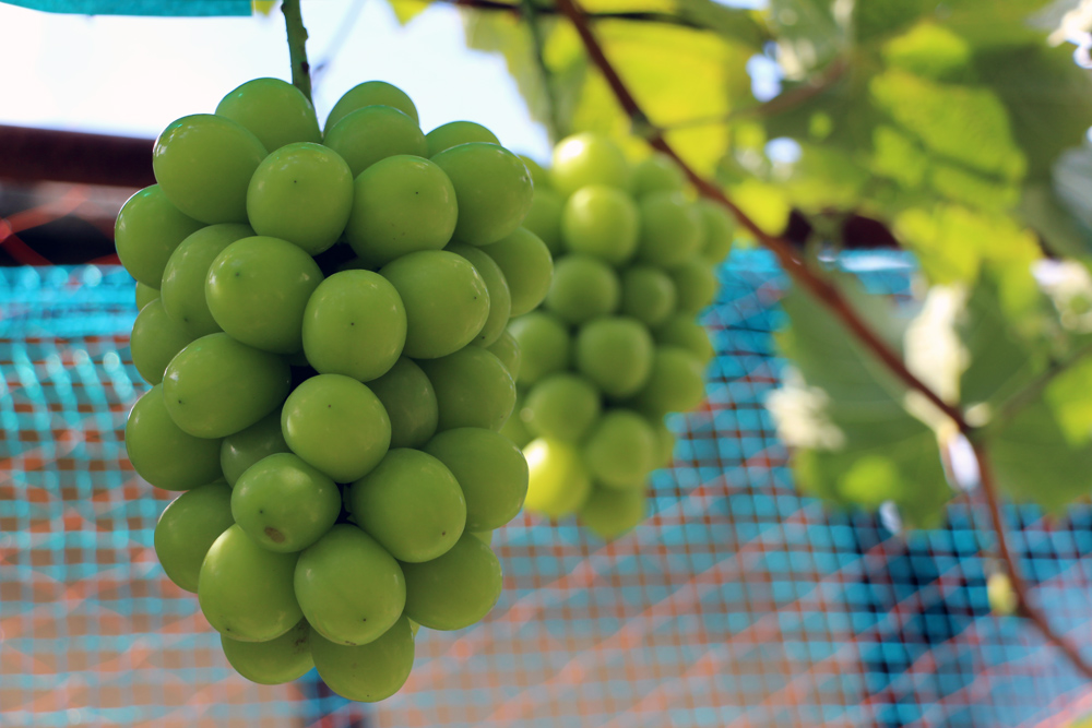 特産物「ふるさと納税返礼品」の企画・相談・実施支援 のメイン画像